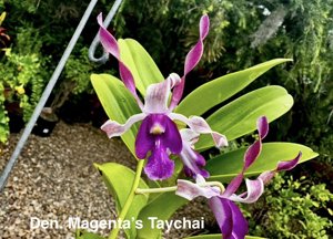 Dendrobium Magenta's Taychai