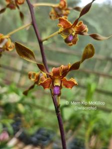 Dendrobium Memoria Kip McKillop