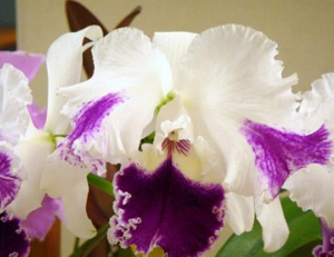 <i>Cattleya</i> Orglade's Discovery