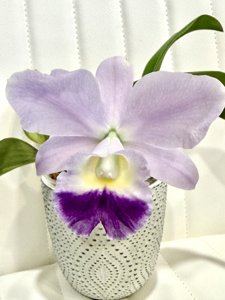 Cattleya Mini Blueberry Pie