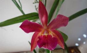 <i>Brassocatanthe</i> Fantasía Rubí