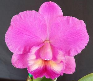 <i>Cattleya</i> P V Elusive Case