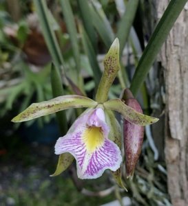 <i>Brassocattleya</i> flagellaris-schilleriana