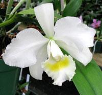 Cattleya Laurie Lynn