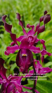 Dendrobium Samudra Pasai