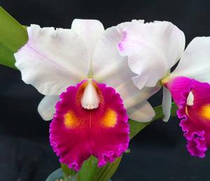 <i>Rhyncholaeliocattleya</i> Success Beauty