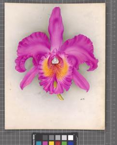 Rhyncholaeliocattleya Sindoro