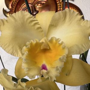 Rhyncattleanthe Love Blushes