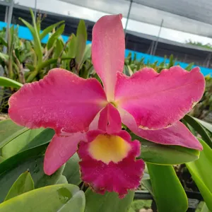 <i>Rhyncattleanthe</i> Andean Blood