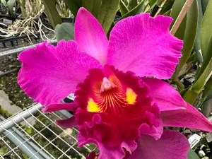 <i>Rhyncattleanthe</i> Uzhupud Princess