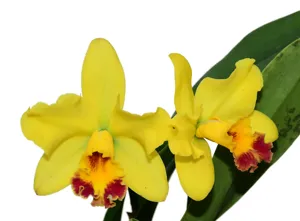 <i>Rhyncattleanthe</i> El Puyo