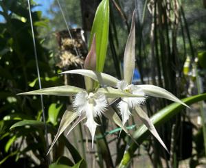 Rhynchavolarum Springwater Drunken Dance