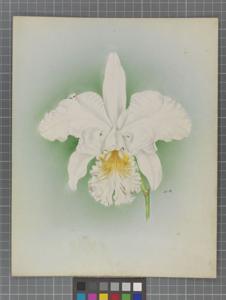 <i>Rhyncholaeliocattleya</i> Irene (1914)