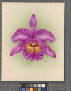 Rhyncholaeliocattleya Villa Jeanne