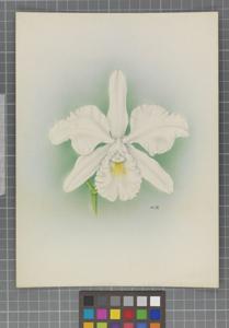 Rhyncholaeliocattleya Ajax