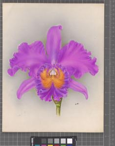 <i>Rhyncholaeliocattleya</i> Vilmoriniana