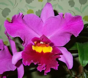 Rhyncholaeliocattleya Dark Eyes