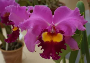 Rhyncholaeliocattleya Medea (1946)
