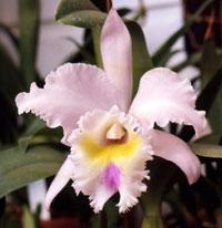 Rhyncholaeliocattleya Pastel
