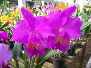 Rhyncholaeliocattleya Roberto Cardoso