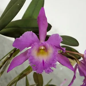 <i>Rhyncholaeliocattleya</i> Digbyano-mossiae