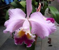 <i>Rhyncholaeliocattleya</i> Imperialis