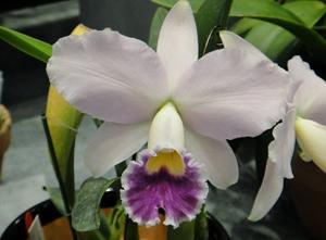 Rhyncholaeliocattleya Cornelia
