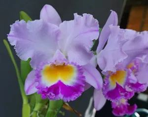 Rhyncholaeliocattleya Rolling Thunder