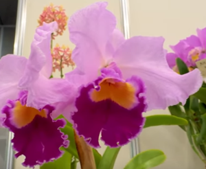 Rhyncholaeliocattleya Culminant Beauty