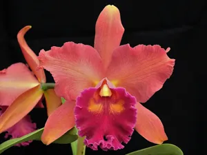Rhyncholaeliocattleya Eve Marie Barnett