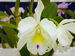 Rhyncholaeliocattleya Hamana Tip