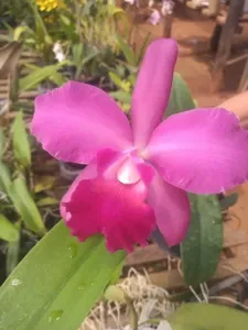 <i>Rhyncholaeliocattleya</i> Velsie