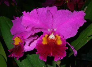 Rhyncholaeliocattleya Sakurayama