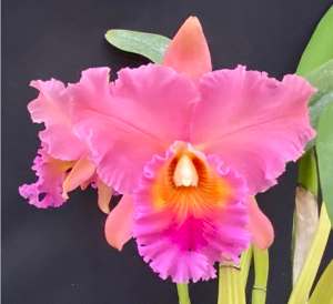 Rhyncholaeliocattleya De Sota