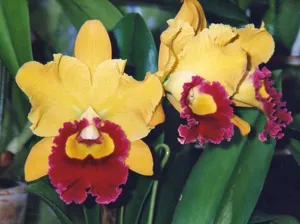 Rhyncholaeliocattleya Joyful