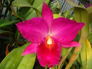 Rhyncholaeliocattleya Gordon Siu