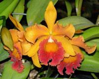 <i>Rhyncholaeliocattleya</i> George's Jewel