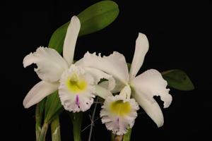 Rhyncholaeliocattleya Déesse