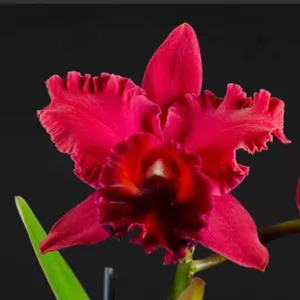 Rhyncholaeliocattleya Fort Watson