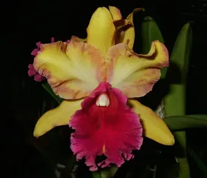 Rhyncholaeliocattleya Faye Miyamoto