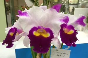 Rhyncholaeliocattleya Success Dream