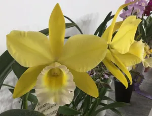 Rhyncholaeliocattleya Vicky Gold