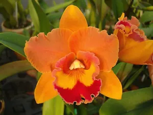 Rhyncholaeliocattleya Waikiki Sunset