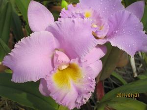 <i>Rhyncholaeliocattleya</i> Mishima Choice