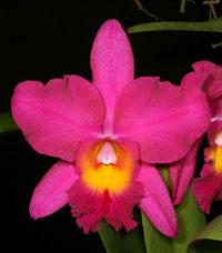 <i>Rhyncholaeliocattleya</i> Mystere