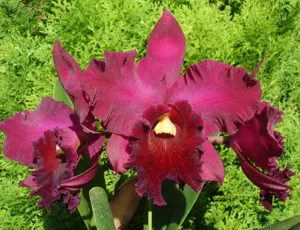 Rhyncholaeliocattleya Bingham Vick