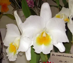 Rhyncholaeliocattleya Crown Princess Masako