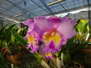 Rhyncholaeliocattleya Crown Princess Masako