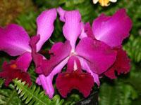 Rhyncholaeliocattleya Princess Masako