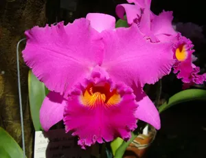 Rhyncholaeliocattleya Giant Pearl